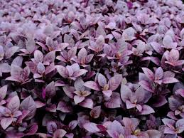 Online plants is australia's first and largest online nursery, selling plants online at the cheapest the red flowering gum is one of the most widely cultivated of all eucalyptus both in australia and o. Border Edging Plants For Sale Shop Online With Plants In A Box