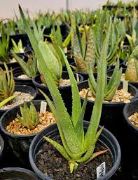 Image result for Aloe wildii