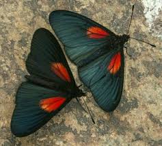 Epingle Par Lala Sur Papillons Avec Images Ailes De Papillon Beaux Papillons Papillon