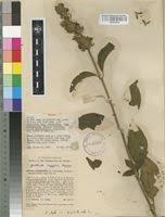 Image result for Elytraria acaulis