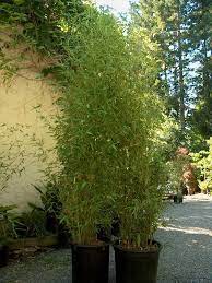Yellow streaking will slowly expand and spread. Golden Bamboo 8 10 Can Be Used As Privacy Screening Or As Soft Natural Element Perfect For Narrow Areas That Ne Ornamental Grasses Small Garden Backyard