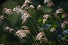 Grasses in your Garden
