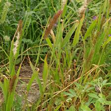 Image result for Setaria