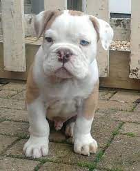 Pin By Style By J Rose On Animals American Bulldog Puppies Bulldog Puppies Puppies And Kitties