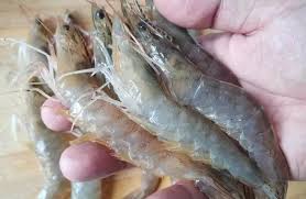 Around 90% of the shrimp you eat come from a farm. When Cooking Shrimp Should It Be Boiled In Hot Water Or Cold Water I Have Been Doing It Wrong Before The Meat Is Not Tender And The Shrimp Smell Is Heavy