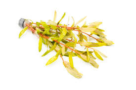 Image result for Nesaea pedroi