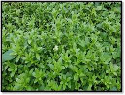 Image result for Enydra fluctuans