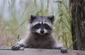 Can you get rabies from a racoon scratch? Facts About Raccoons Live Science