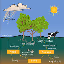 Water cycle coloring pages are a fun way for kids of all ages to develop creativity, focus, motor skills and color recognition. The Nitrogen Cycle
