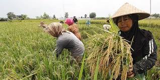 Perkumpulan para petani padi indonesia untuk membangun dan memajukan swasembada. Kementan Gandeng Microsoft Hadirkan Solusi Teknologi Untuk Petani Merdeka Com