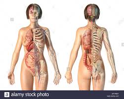 Explore the anatomy systems of the human body! Female Anatomy Of Internal Organs With Skeleton Rear And Front Views Stock Photo Alamy