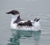Marbled Murrelet Survey at Cape Perpetua