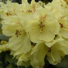 Rhododendron Goldkrone Agm Buy Goldkrone Rhododendrons Online Millais Nurseries