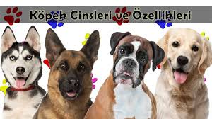 kopek cinsleri ve ozellikleri kopekler vetrehberi