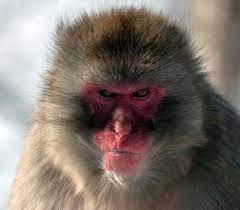 Angry Monkey Monkey Animals Wild Cute Animals