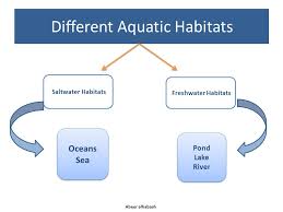 Communities of organisms that are dependent on each other and on their environment live in aquatic ecosystems. Animal Ecology Abeer Alhabash By Ministry Of Higher Education Ppt Video Online Download