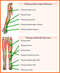 Kunci jawaban mida dami kelas 5 halaman 65. Kunci Jawaban Halaman 63 65 68 69 71 73 74 Kelas 5 Tema 1 Buku Tematik Siswa Kumpulan Soal Ujian
