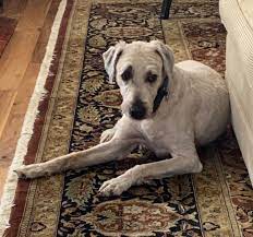 American songwriter josh groban owns a wheaten since a long. If Anyone Wanted To Know What A Fully Shaved Wheaten Looks Like Wheatens