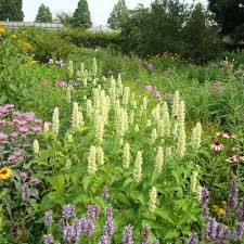 Plantes Vivaces Agastache Rugosa Alabaster Agastache Pepiniere Lepage
