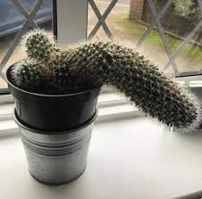How long can a cactus live? My Cactus Is Dying Album On Imgur