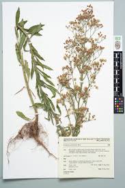 Image result for Erigeron sumatrensis