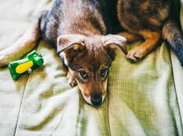 Stopping separation anxiety in your dog takes patience and thoughtful work on your part. Dog Separation Anxiety Definition Symptoms Causes Treatment