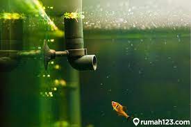 Letak perbedaan antara tampilan desain akuarium air laut dengan akuarium air tawar adalah pada akuarium air laut desain lebih menjorok pada nuansa bahari dan kondisi bawah air laut pada umumnya, dimana pemandangan asli dari kehidupan air laut asli bisa terpancar dengan jelas pada akuarium air laut ini. 5 Jenis Filter Aquarium Yang Cocok Untuk Aquascape Pemula Sampai Pro Rumah123 Com