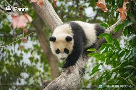 Welcome to my tree house! Take a tour and be my guest! (Shui Xiu's cub) 🐼  🐼 🐼 #tree #house #panda #PandaPic #CCRCGP #PandaLife For more panda  information, please check out: https://en.ipanda.com