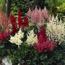 Van Zyverden 5 Count Astible Bulbs Lowes Com Shade Perennials Astilbe Flower Seeds