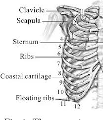 Anatomy under the right rib : The Finite Element Model Of The Human Rib Cage Semantic Scholar