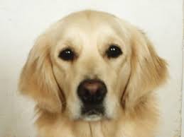Image result for zlatý retrívr