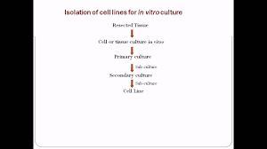 Primary cultures:it refers to cultures prepared directly from animals. Cell Culture Techniques 2 Isolation Of Cell Lines For In Vitro Culture Youtube
