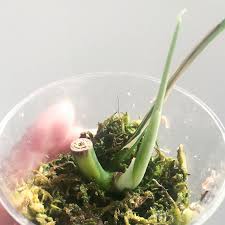 Image result for Strombosiopsis tetrandra