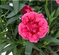 Image result for dipladenie hybrida rio obrázek