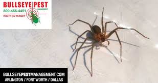 What do brown recluse spiders look like? Brown Recluse Pest Control With Bullseye Pest Management Bullseye Pest Management