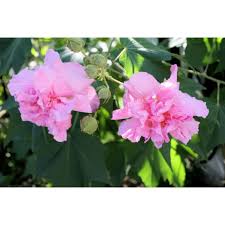 Image result for Hibiscus mutatus