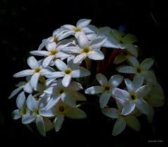 Image result for Endostemon tereticaulis