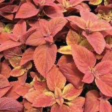 Image result for Coleus sylvestris
