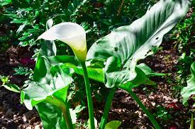 Die calla ist giftig und die pflanzenteile sondern ein sekret ab, dass die haut beim pflanzen der calla sollten daher immer handschuhe getragen werden. Aronstab Zur Giftpflanze 2019 Gekurt Taspo De