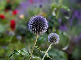 Check spelling or type a new query. 13 Gorgeous Flowers That Start With G