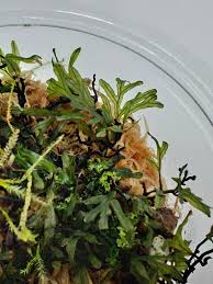 Image result for Crepidomanes