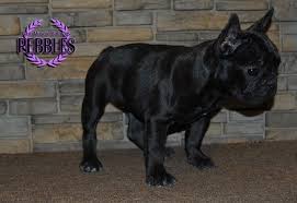 Blue french bulldog puppies ! French Bulldog Puppy For Sale In Chandler Az Adn 68464 On Puppyfinder Com Gender Female Age Puppies For Sale Bulldog Puppies For Sale French Bulldog Puppy