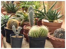 Online shopping for cacti & succulents from a great selection at outdoor living store. Green Thumbs From Chennai Have A Seedy Engagement Chennai News Times Of India