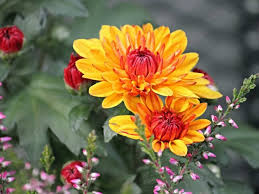 Winter season flowers name list in india. 10 Beautiful Autumn Season Flowers In India