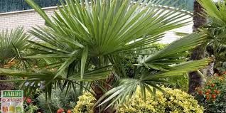 Un palmier peut tout à fait s'épanouir dans un. Palmier Resistant Au Froid Lequel Planter Jardipartage