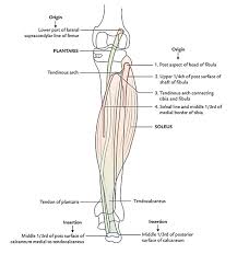 Leg muscles anatomy leg anatomy muscle anatomy anatomy study anatomy reference art reference anatomy drawing muscular system your deltoid is made up of three main sets of muscle fibers: Easy Notes On Muscles Of The Posterior Compartment Of The Leg Earth S Lab