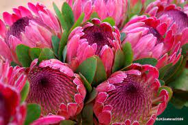 Cape Town Protea Protea Flower South African Flowers Amazing Flowers