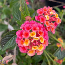 Image result for Lantana