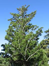 Image result for Araucaria cunninghamii