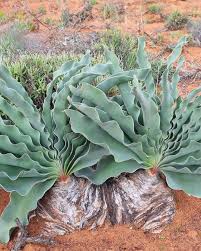 Image result for Eulophia flavopurpurea